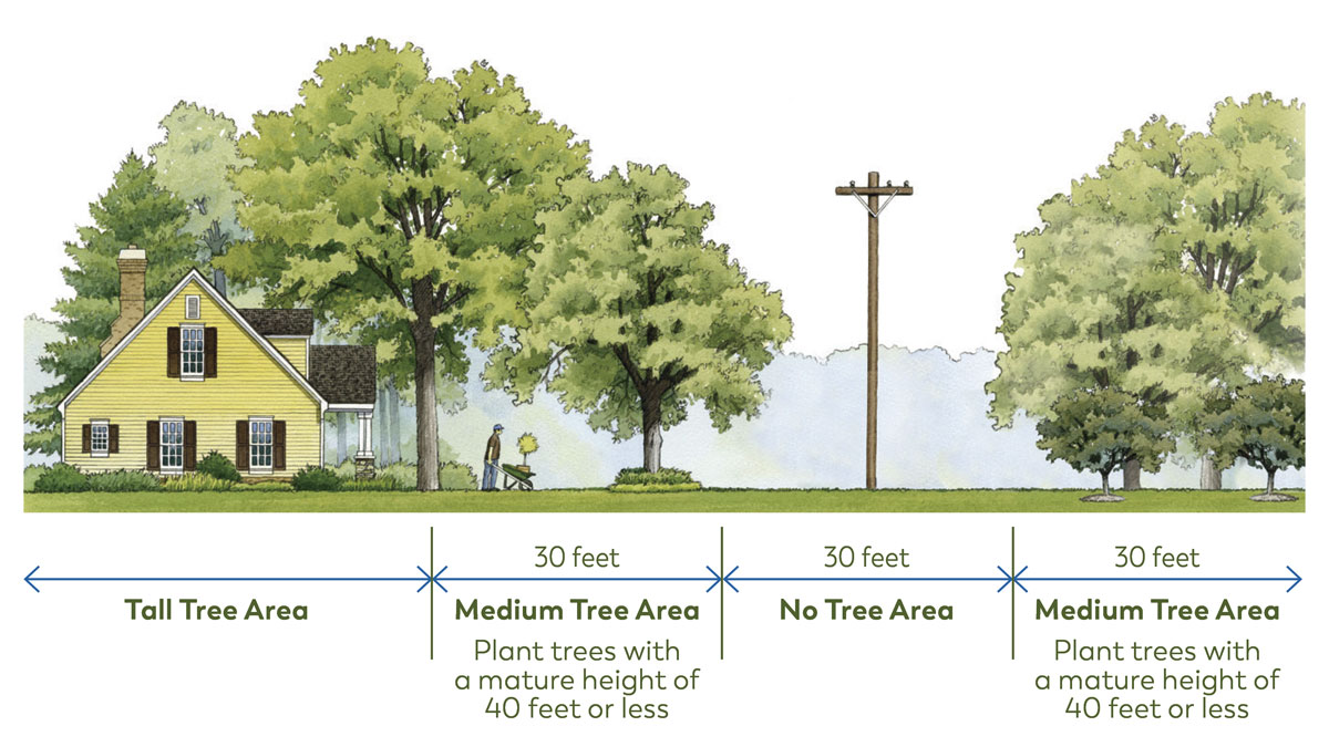 How close you should plant tall and medium sized trees around power lines